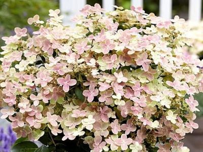 Hortensja bukietowa 'Polestar' Hydrangea paniculata