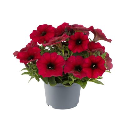 Petunia zwisająca 'BeautiCal® Bordeaux' Petunia hybrida