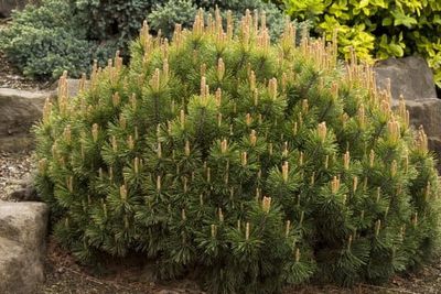 Sosna górska - kosodrzewina 'Pumilio' Pinus mugo