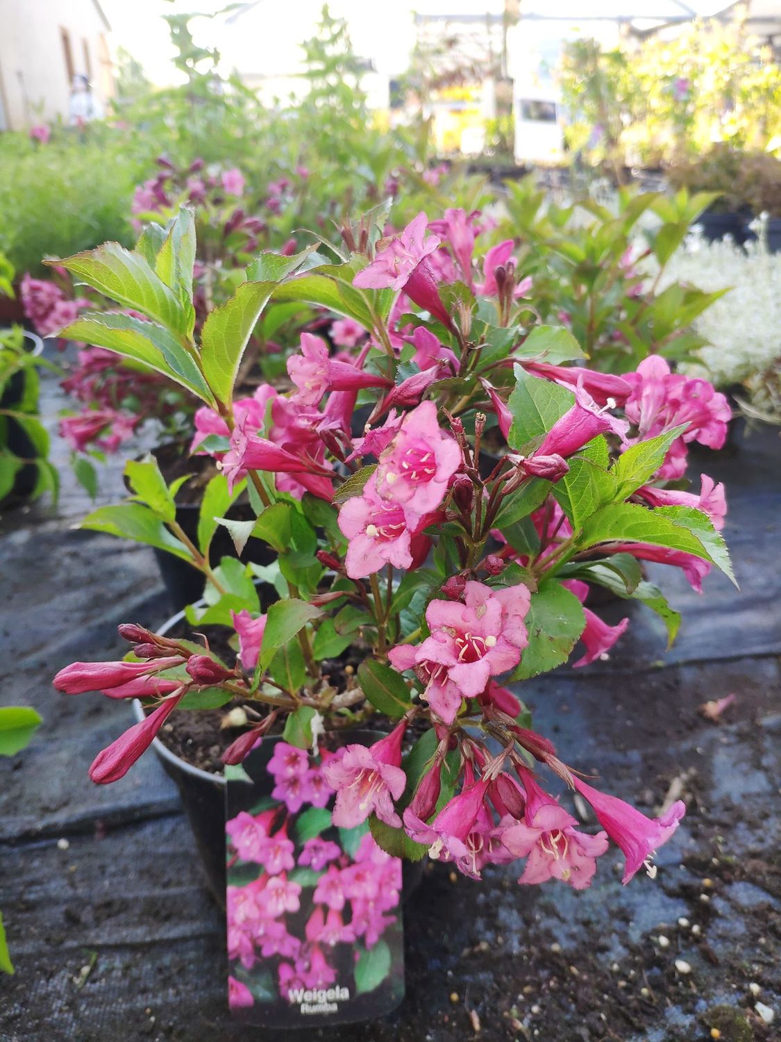Krzeuwszka cudowna 'Rumba' Weigela florida