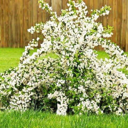 Krzewuszka cudowna 'Candida' Weigela florida