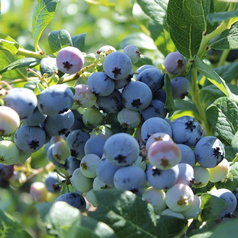 Borówka amerykańska 'Bluecrop' Vaccinium corymbosum