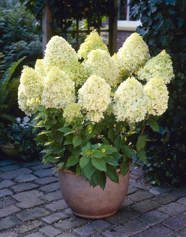 Hortensja bukietowa 'Limelight'® Hydrangea paniculata