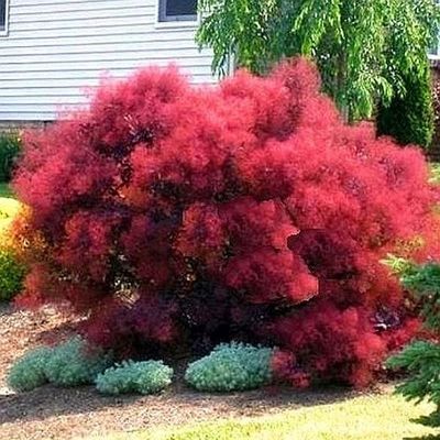 Perukowiec 'Royal Purple' Cotinus coggygria