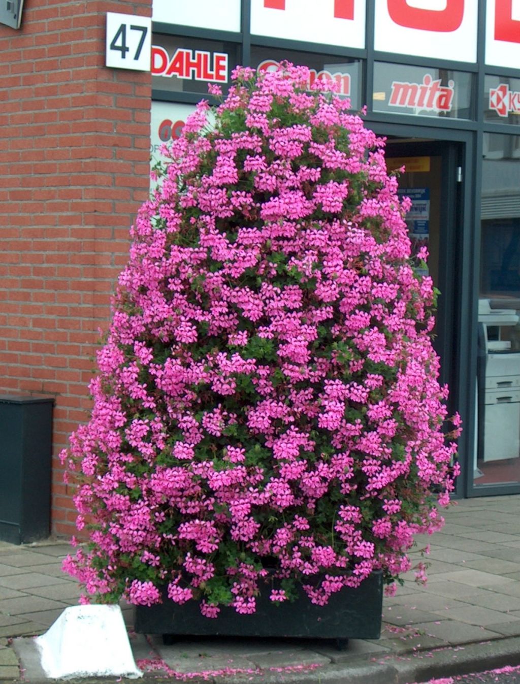 Pelargonia zwisająca lilowa Pelargonium peltatum