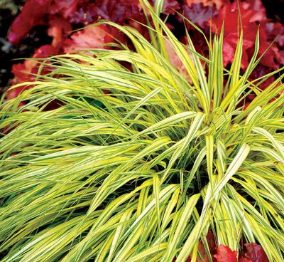 Hakonechloa wysmukła 'Aureola' Hakonechloa