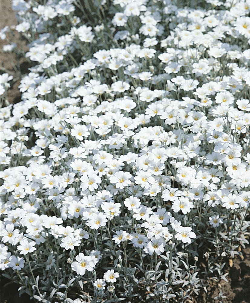Rogownica 'Silberteppich' Cerastium tomentosum