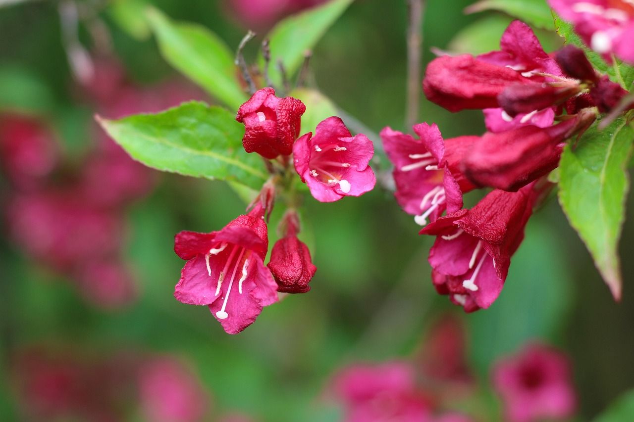 Krzewuszka cudowna 'Evita' Weigela florida