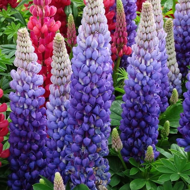 Łubin 'West Country™ Persian Slipper' Lupinus hybrida