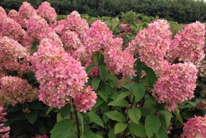 Hortensja bukietowa 'Magical® Candle' Hydrangea paniculata