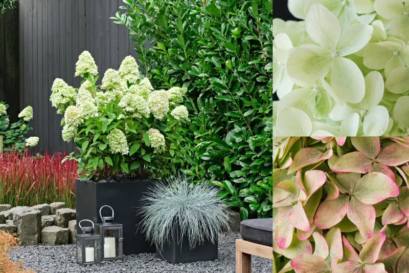 Hortensja bukietowa 'Magical® Candle' Hydrangea paniculata