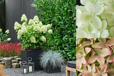 Hortensja bukietowa 'Magical® Candle' Hydrangea paniculata