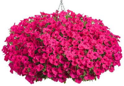 Supertunia 'Vista Fuchsia'