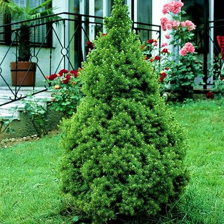 Świerk biały 'Conica' Picea glauca