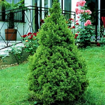 Świerk biały 'Conica' Picea glauca