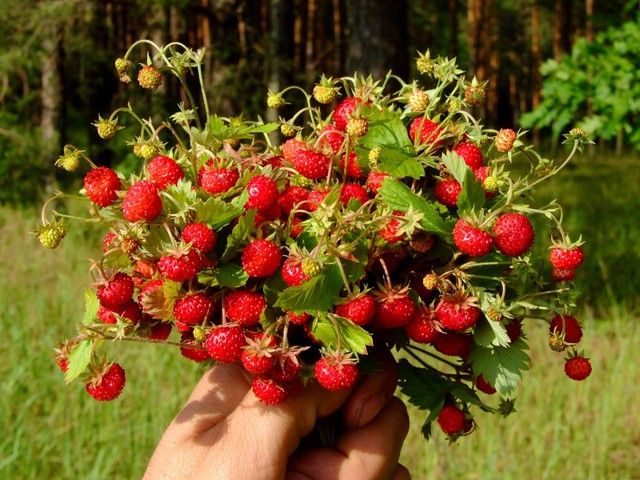 Poziomka 'Mignonette' Fragaria vesca