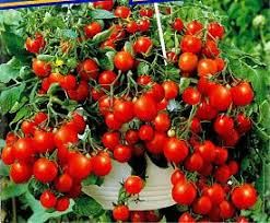 Pomidor zwisający Solanum lycopersicum