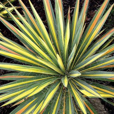 Juka 'Color Guard' Yucca filamentosa