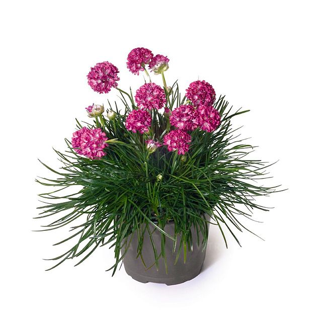 Zawciąg 'Armada Rose' Armeria maritima