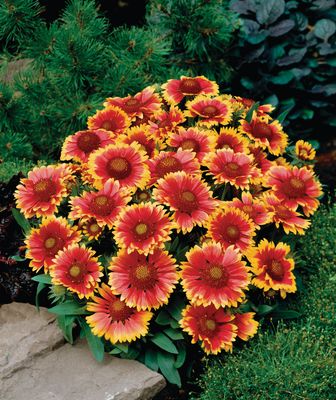 Gaillardia 'Arizona Sun' Gaillardia aristata