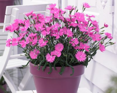 Goździk 'Suntory Pink' Dianthus