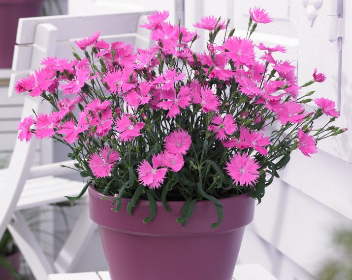 Goździk 'Suntory Pink' Dianthus