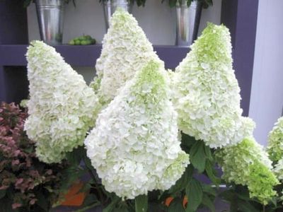 Hortensja bukietowa 'Polar Bear' Hydrangea paniculata