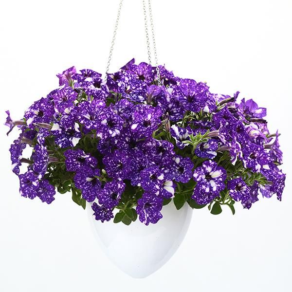 Petunia zwisająca 'Night Sky' Milky Way Gwieździste Niebo Petunia hybrida