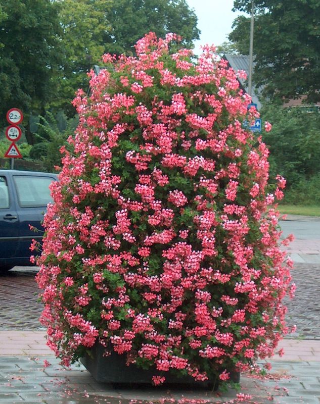 Pelargonia zwisająca różowa Pelargonium peltatum