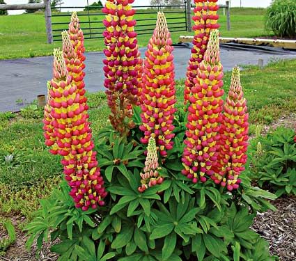 Łubin 'West Country™ Tequila Flame' Lupinus hybrida