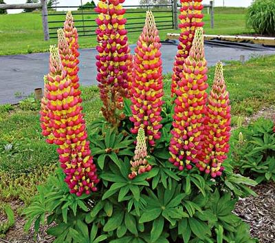 Łubin 'West Country™ Tequila Flame' Lupinus hybrida