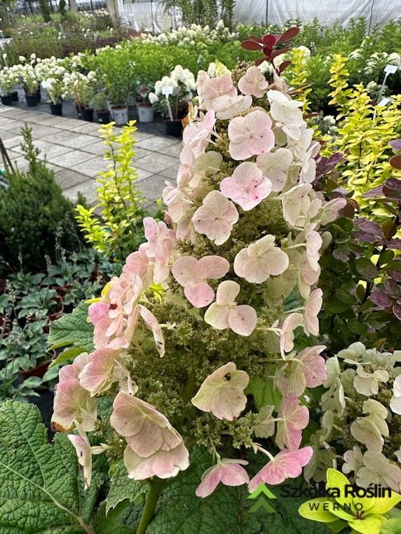 Hortensja dębolistna 'Snow Queen' Hydrangea querculifolia