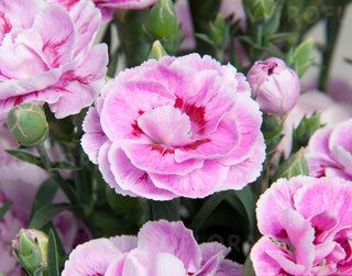 Goździk 'SuperTrouper® Grece' Dianthus hybrida