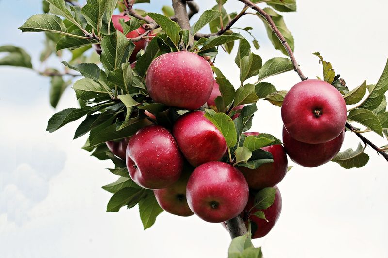 Jabłoń 'Alwa' Malus domestica