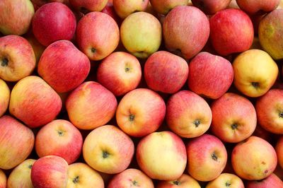 Jabłoń 'James Grieve' Malus domestica