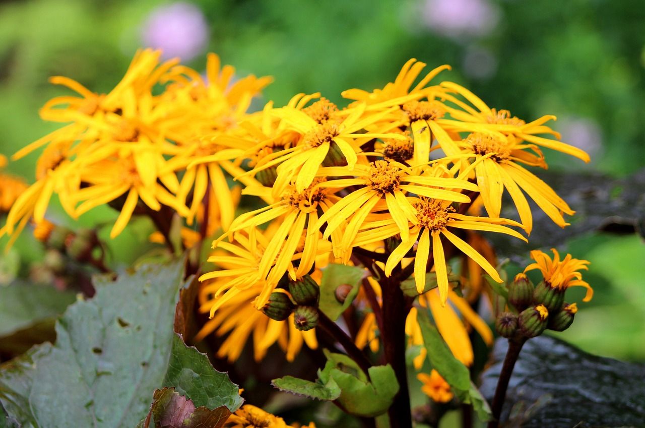 Języczka pomarańczowa 'Midnight Lady' Ligularia dentata