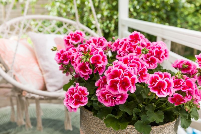 Pelargonia hybrydowa stojąca 'Calliope Rose Splash' Pelargonium interspecific