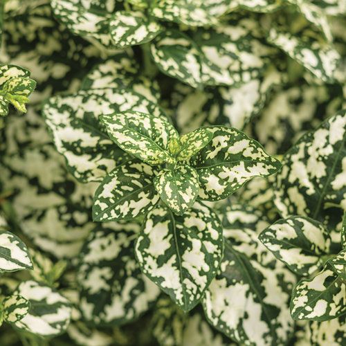 Niedośpian biały 'Hippo White' Hypoestes