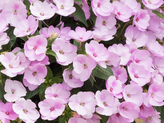 Niecierpek słoneczny 'Sunpatiens®' storczykowy kompaktowy Impatiens
