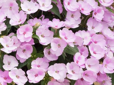 Niecierpek słoneczny 'Sunpatiens®' storczykowy kompaktowy Impatiens