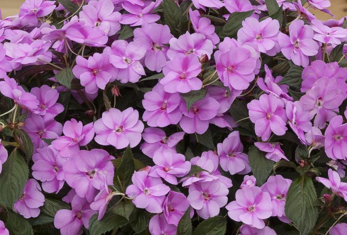 Niecierpek słoneczny 'Sunpatiens®' Lawendowy Powiew Impatiens