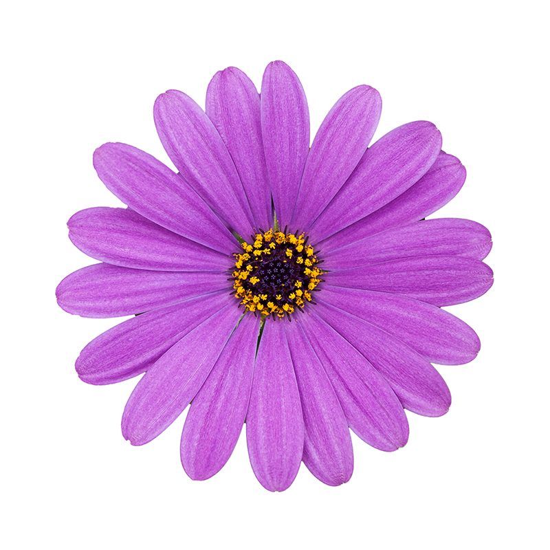Stokrotka afrykańska 'Cape Daisy® Lavender Blue' Osteospermum
