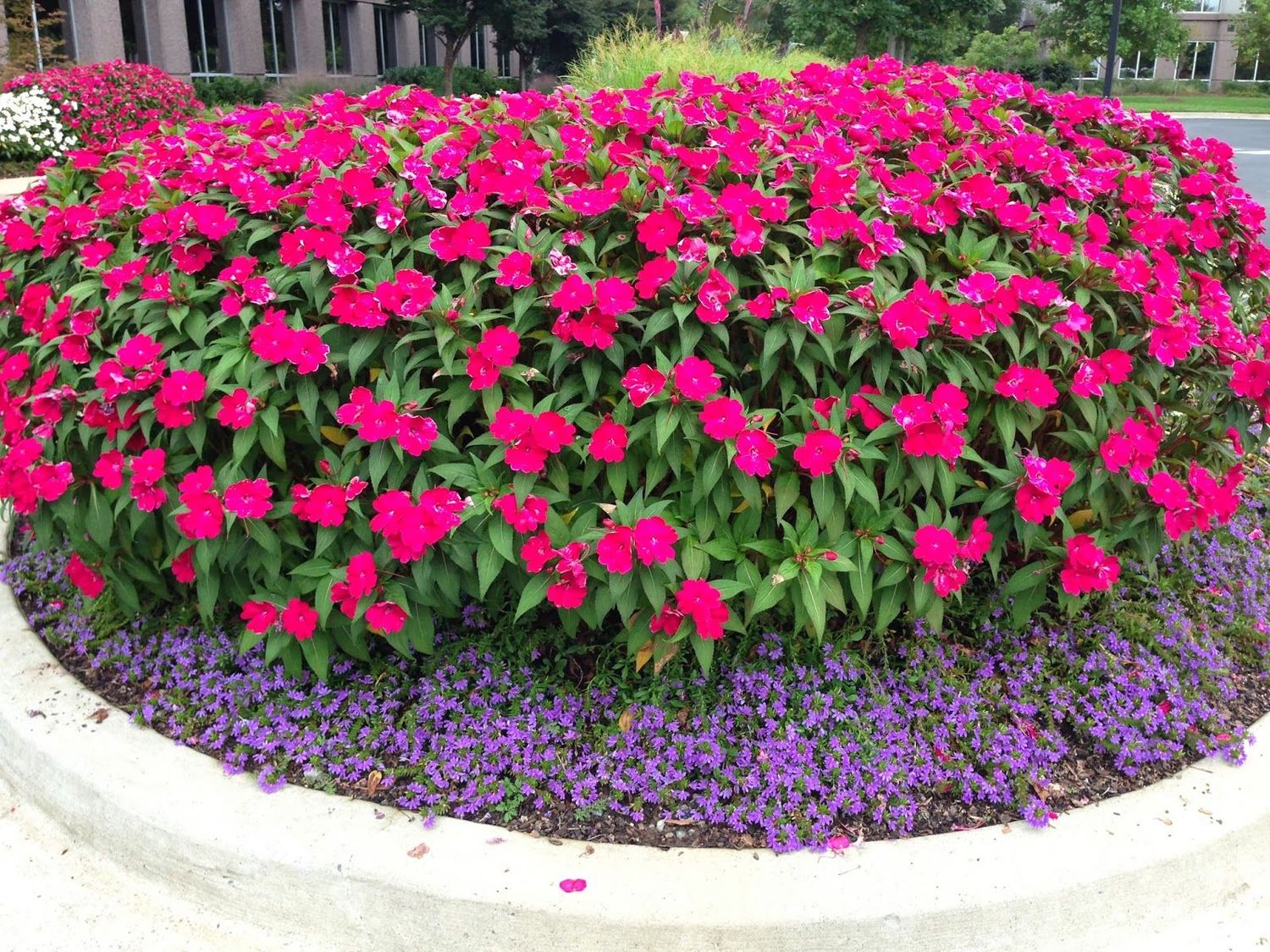 Niecierpek słoneczny 'Sunpatiens® Compact Magenta' Impatiens