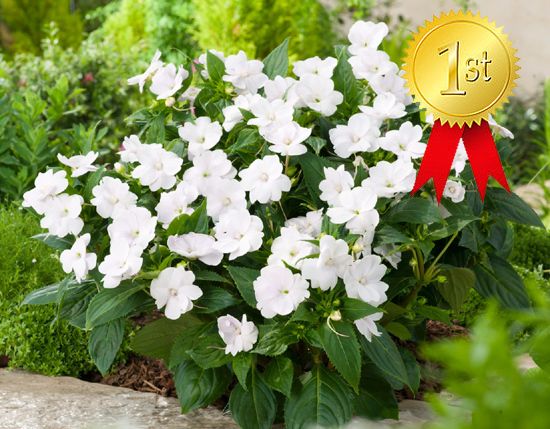 Niecierpek słoneczny biały 'Sunpatiens® White' Impatiens