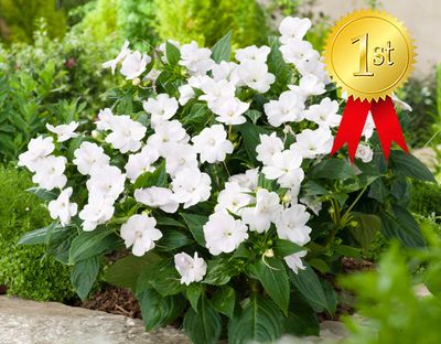 Niecierpek słoneczny biały 'Sunpatiens® White' Impatiens