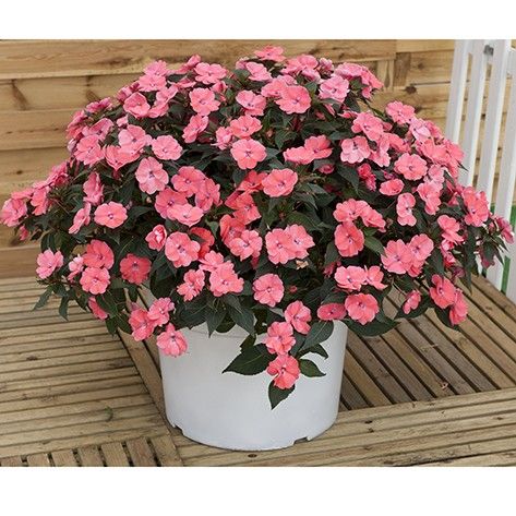 Niecierpek słoneczny 'Sunpatiens®' różowa perła Impatiens