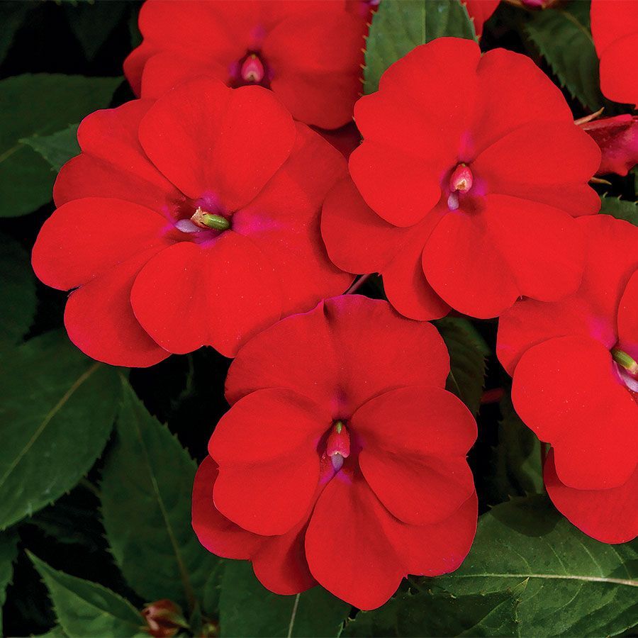 Niecierpek słoneczny 'Sunpatiens®' czerwony Impatiens