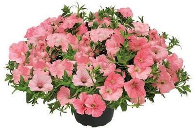 Petunia zwisająca łososiowa