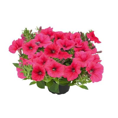 Petunia zwisająca Kuyamba Sweet Pink