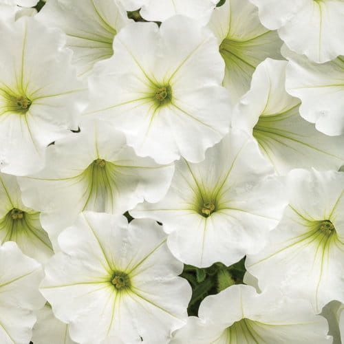 Supertunia 'Vista Snowdrift'